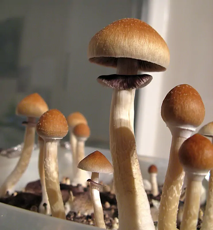 Microdosing mit Psilocybin: Die Zauberpilze